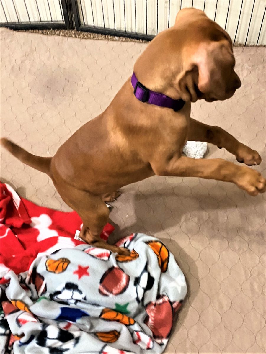 Riley & Ruger's Vizsla Born on July 7th - Image 80