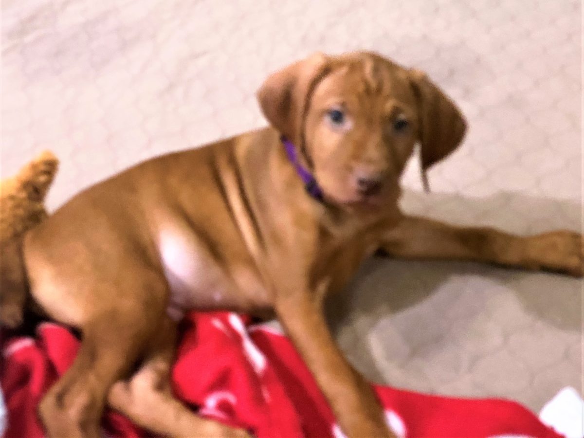 Riley & Ruger's Vizsla Born on July 7th - Image 81