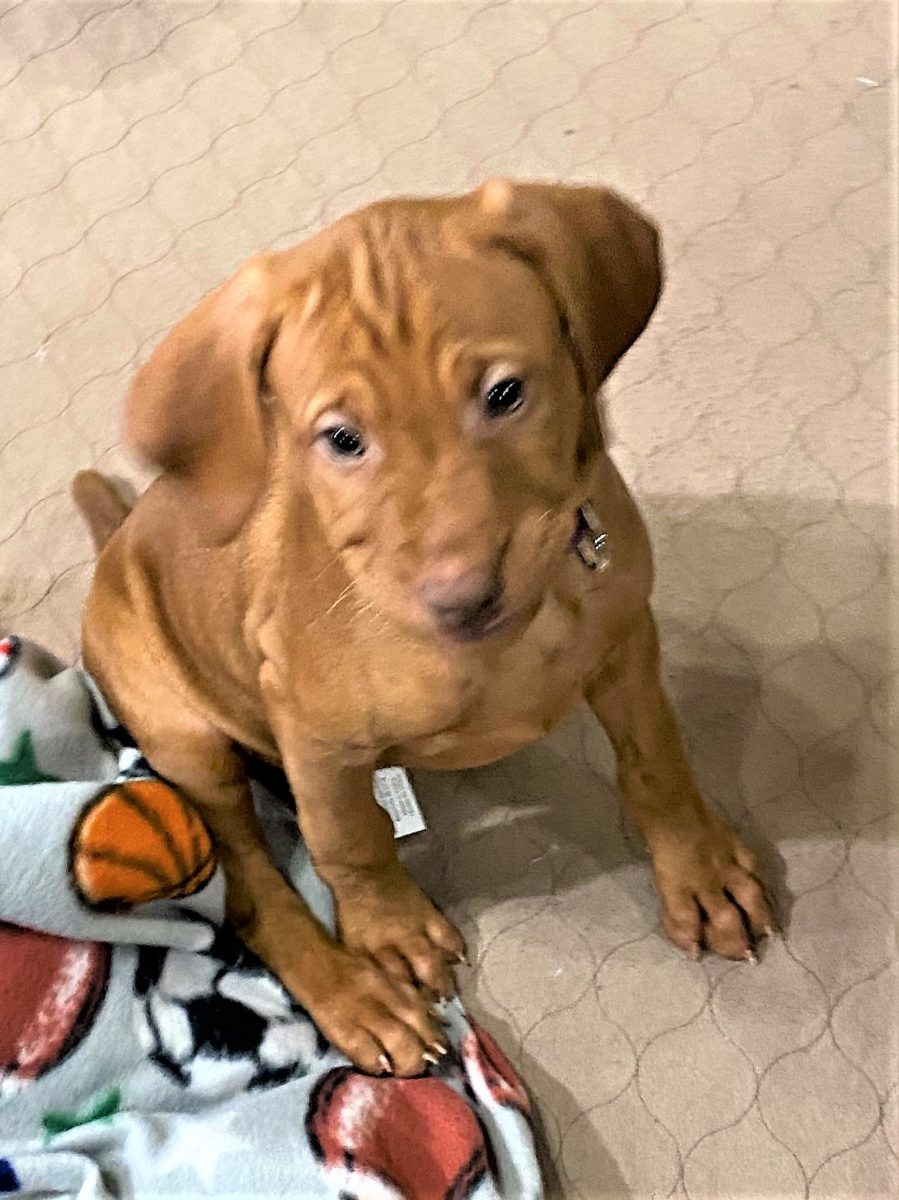 Riley & Ruger's Vizsla Born on July 7th - Image 82