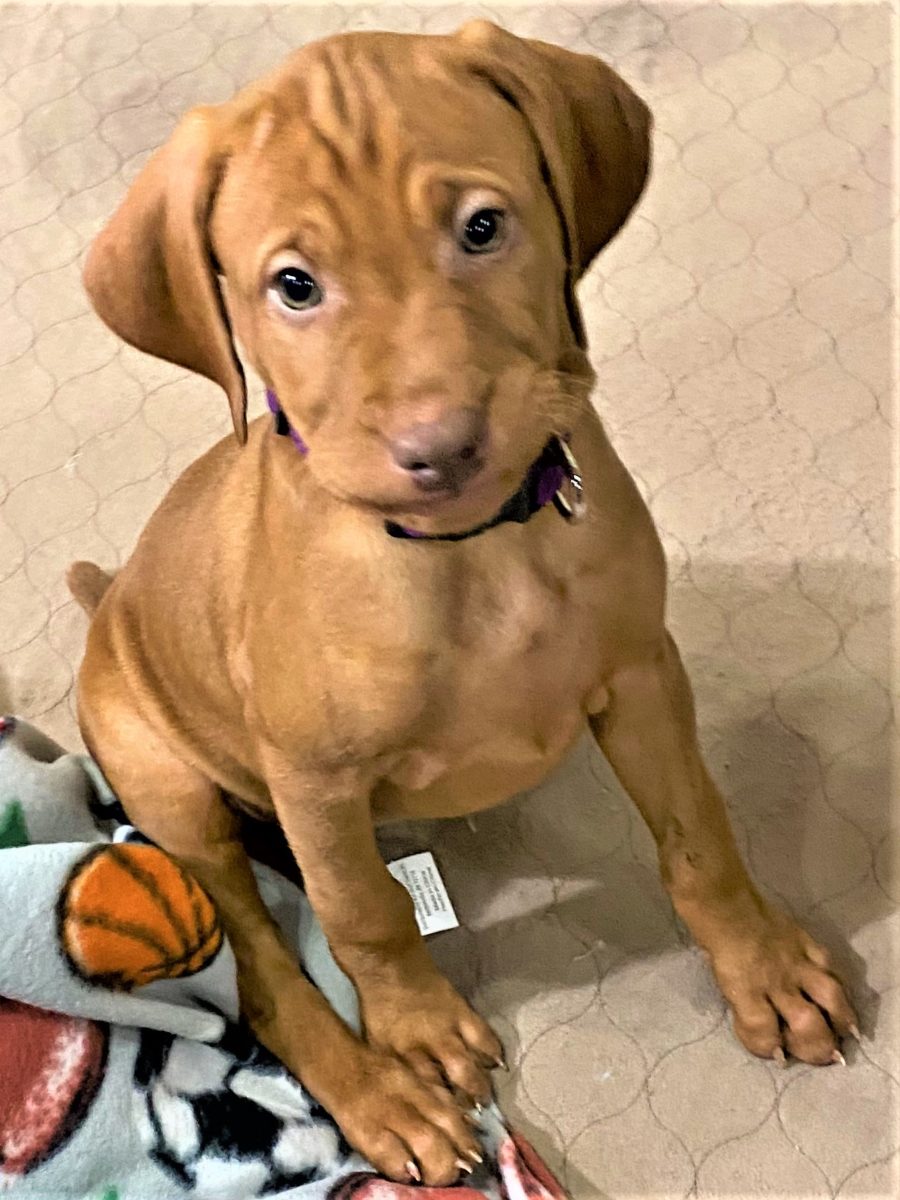 Riley & Ruger's Vizsla Born on July 7th - Image 83