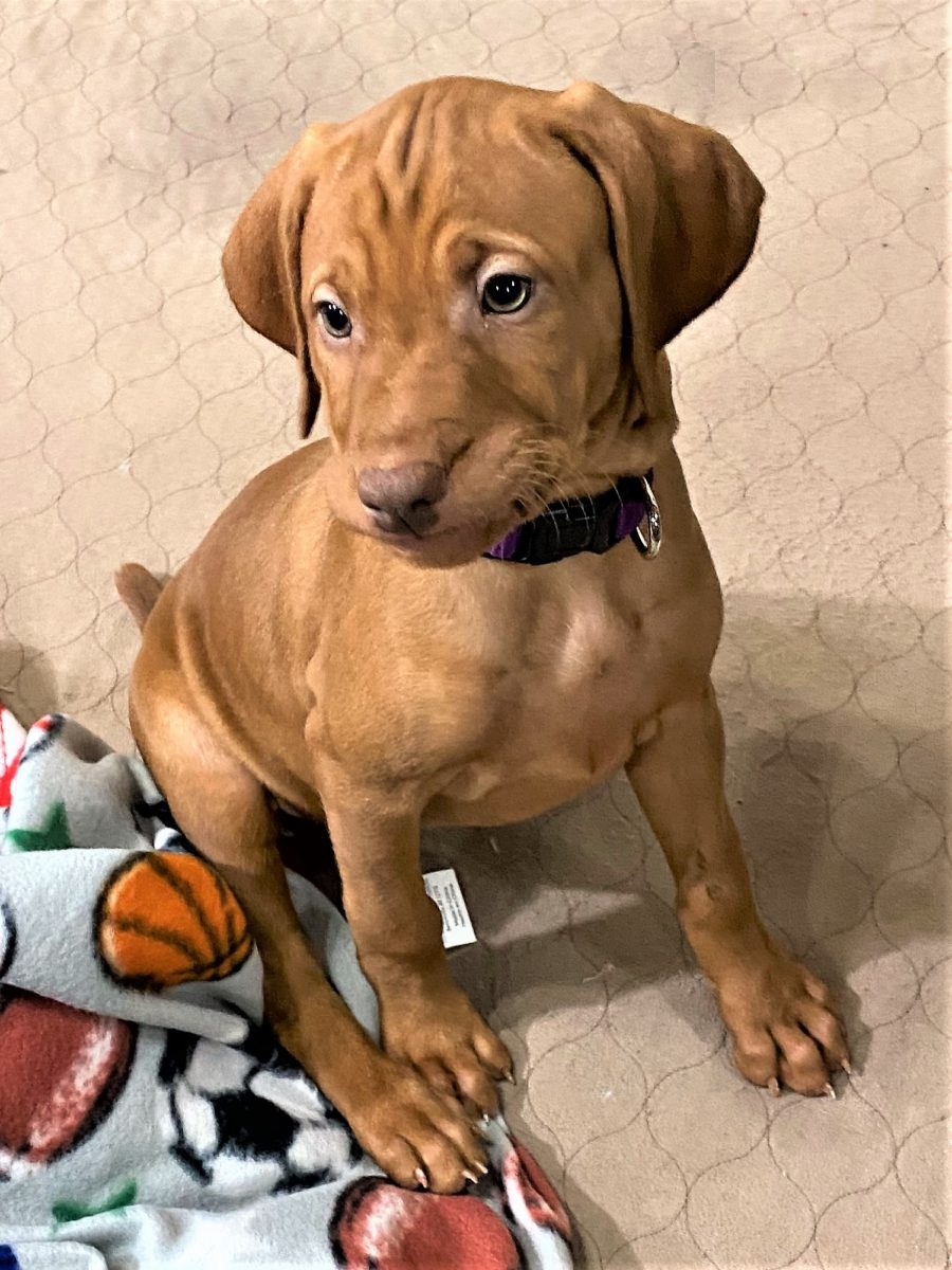 Riley & Ruger's Vizsla Born on July 7th - Image 84