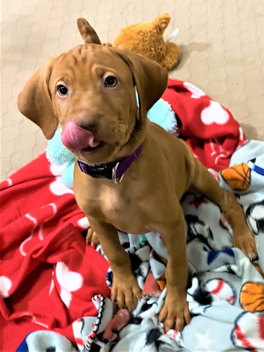 Riley & Ruger's Vizsla Born on July 7th - Image 85