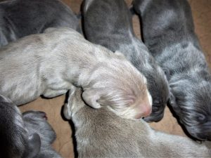 Izzy & Colt's Blue & Silver Weimaraner Litter Were Born on June 16