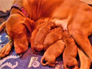 Avery & Maestro's Vizsla Litter Were Born on July 3rd
