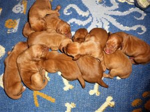 Riley & Ruger's Vizsla Born on June 25th