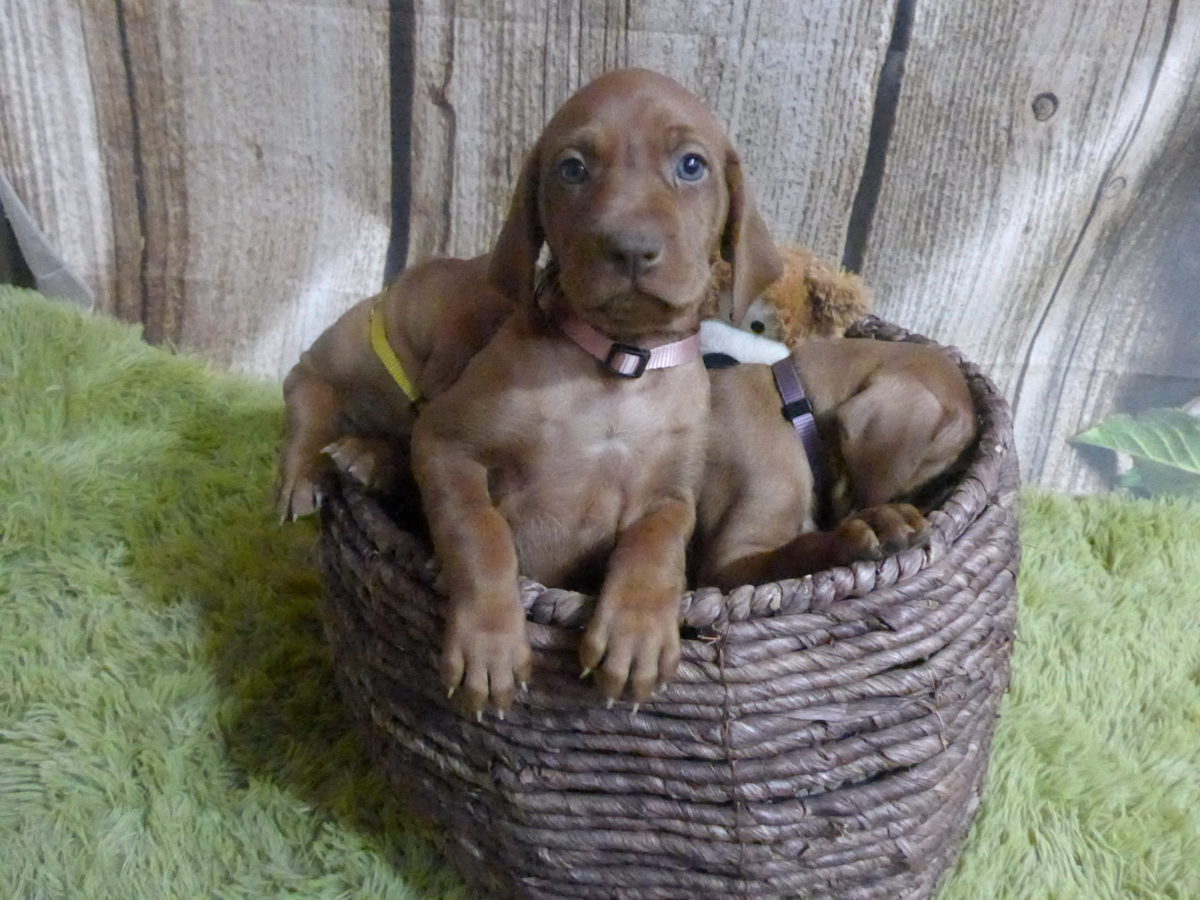 Riley & Ruger's Vizsla Born on July 7th - Image 53
