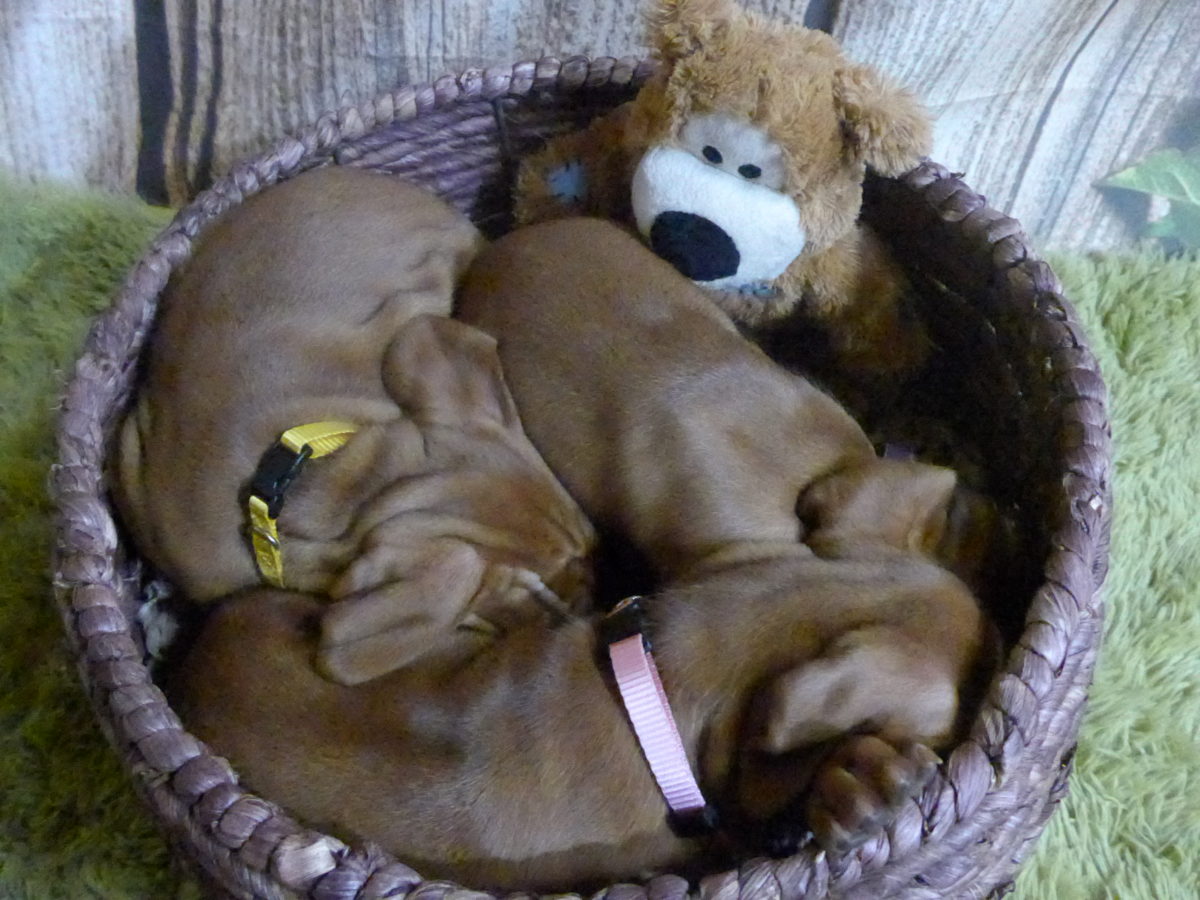 Riley & Ruger's Vizsla Born on July 7th - Image 54