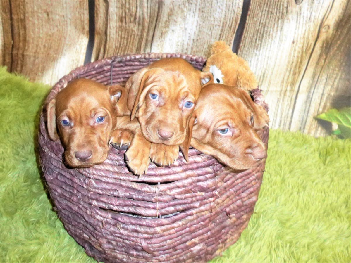 Riley & Ruger's Vizsla Born on July 7th - Image 55
