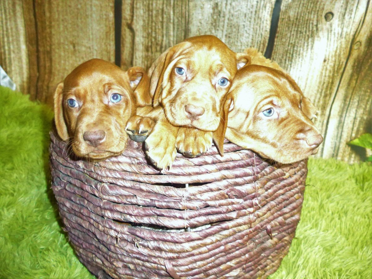 Riley & Ruger's Vizsla Born on July 7th - Image 56