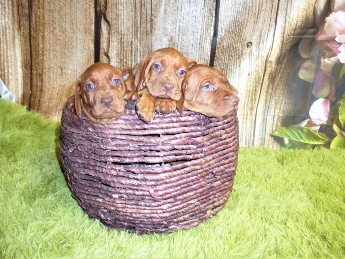 Riley & Ruger's Vizsla Born on July 7th - Image 57