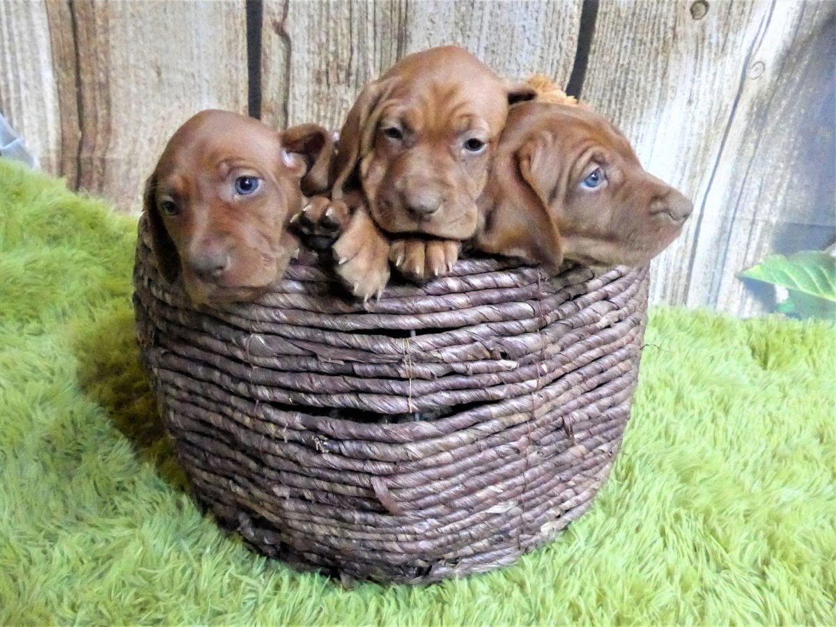 Riley & Ruger's Vizsla Born on July 7th - Image 58