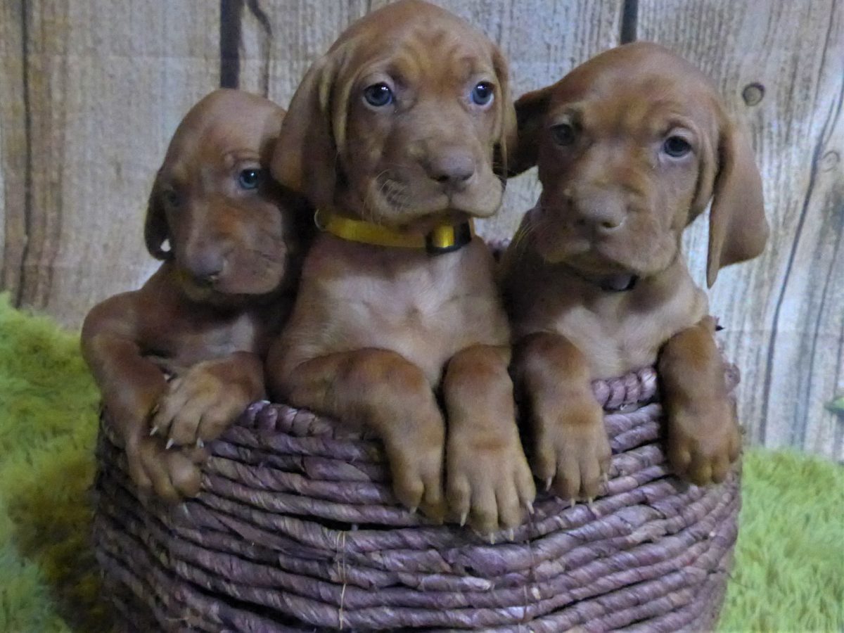Riley & Ruger's Vizsla Born on July 7th - Image 59