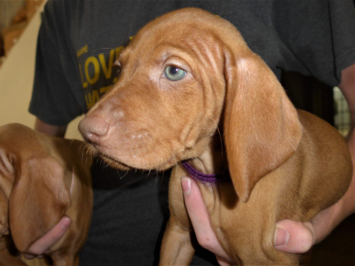 Riley & Ruger's Vizsla Born on July 7th - Image 60