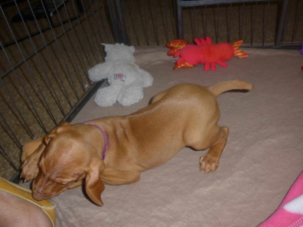 Riley & Ruger's Vizsla Born on July 7th - Image 61