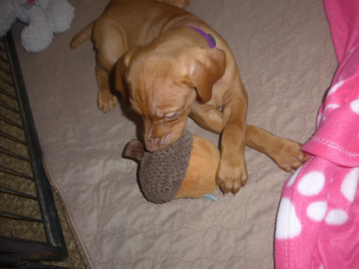 Riley & Ruger's Vizsla Born on July 7th - Image 62
