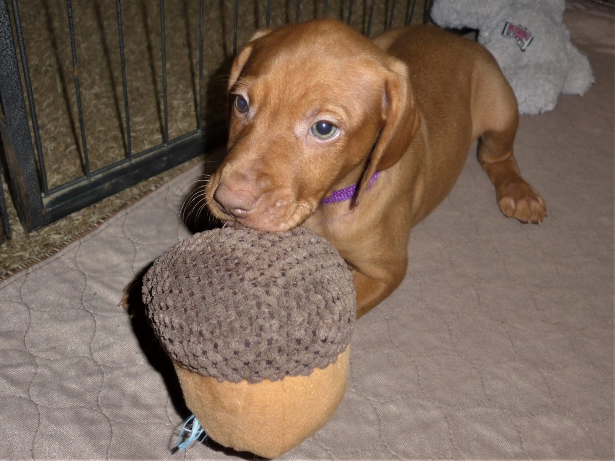 Riley & Ruger's Vizsla Born on July 7th - Image 63