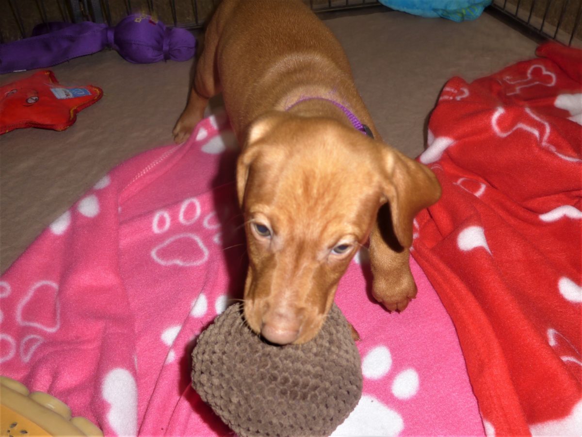 Riley & Ruger's Vizsla Born on July 7th - Image 64