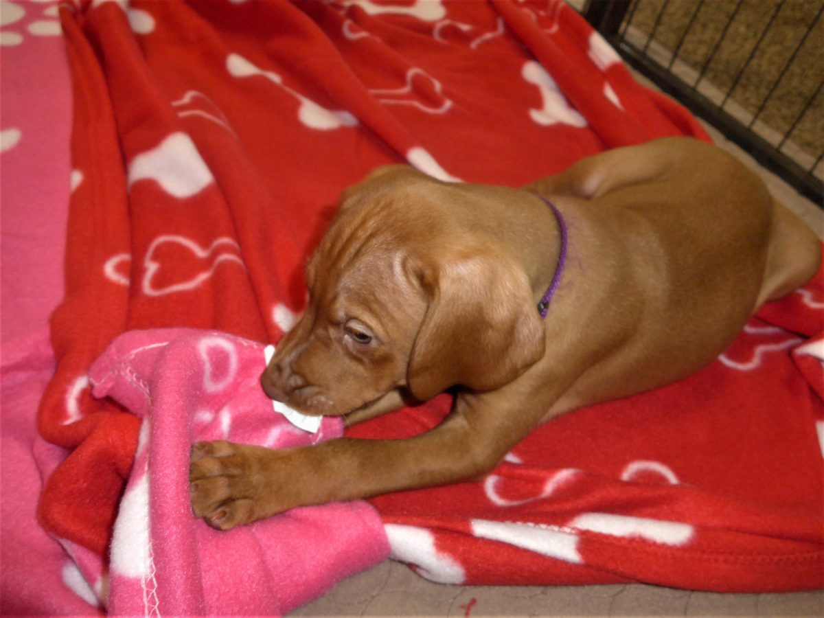 Riley & Ruger's Vizsla Born on July 7th - Image 65