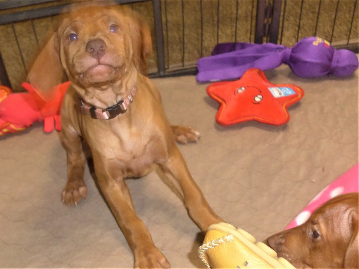 Riley & Ruger's Vizsla Born on July 7th - Image 66