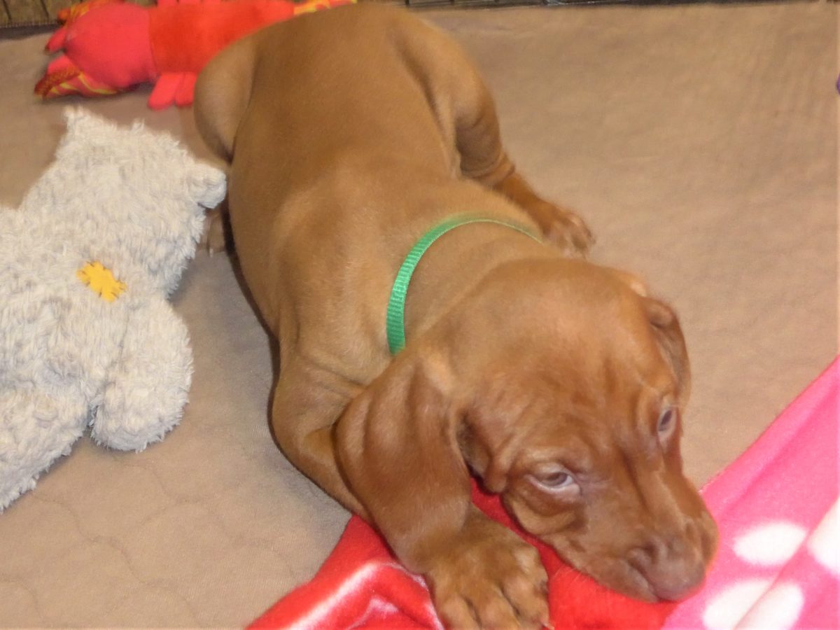 Riley & Ruger's Vizsla Born on July 7th - Image 67