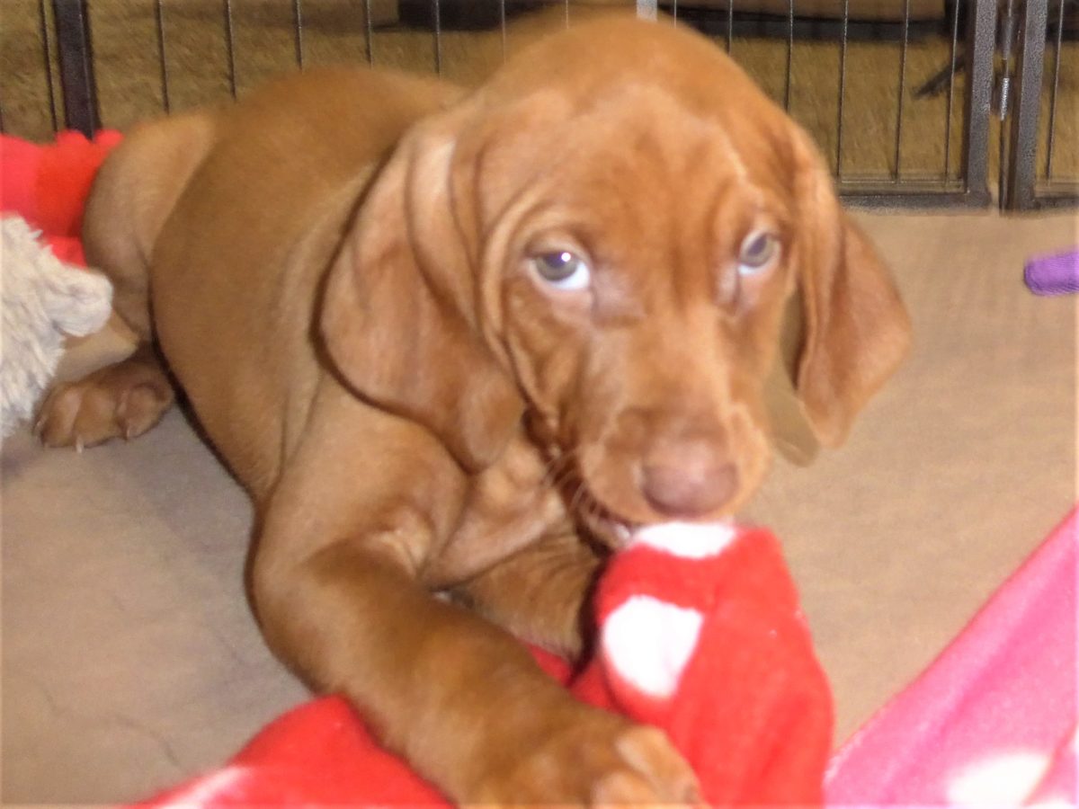 Riley & Ruger's Vizsla Born on July 7th - Image 68