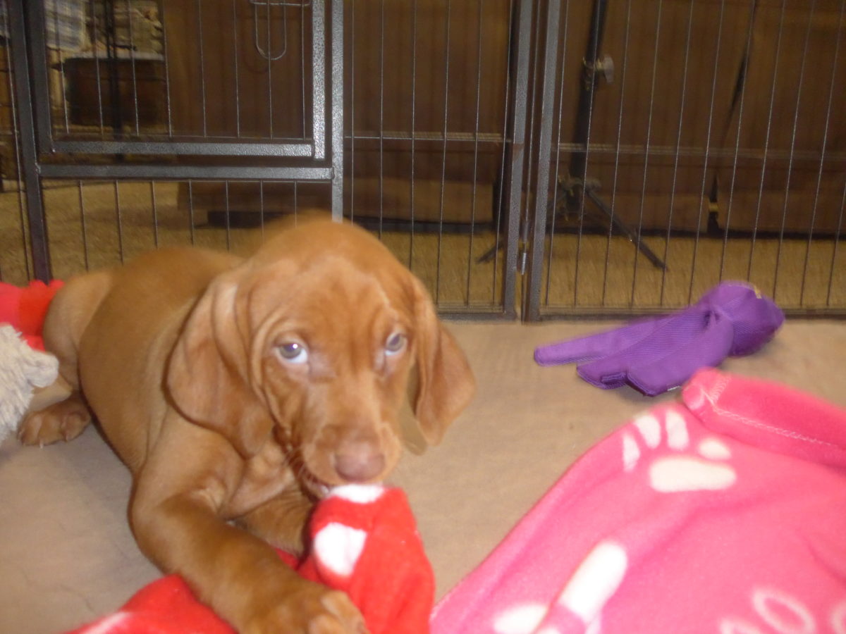 Riley & Ruger's Vizsla Born on July 7th - Image 69
