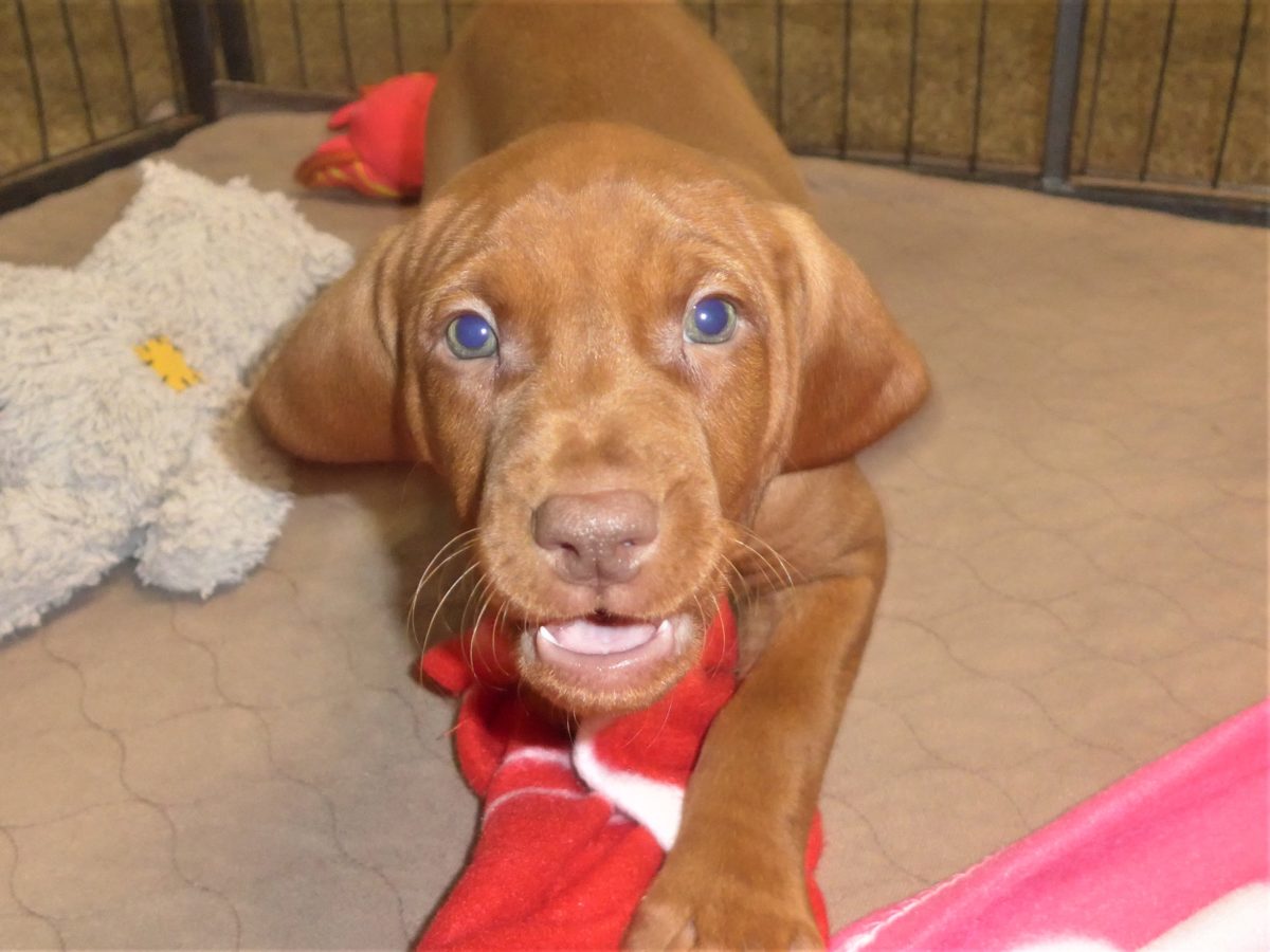 Riley & Ruger's Vizsla Born on July 7th - Image 70