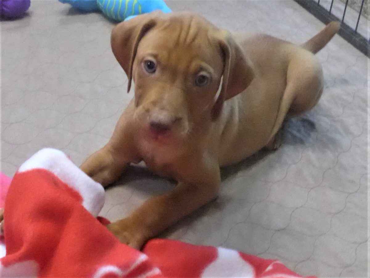 Riley & Ruger's Vizsla Born on July 7th - Image 71
