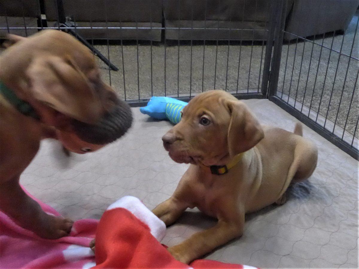 Riley & Ruger's Vizsla Born on July 7th - Image 72