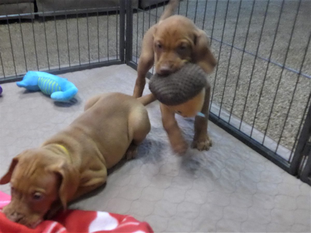 Riley & Ruger's Vizsla Born on July 7th - Image 73