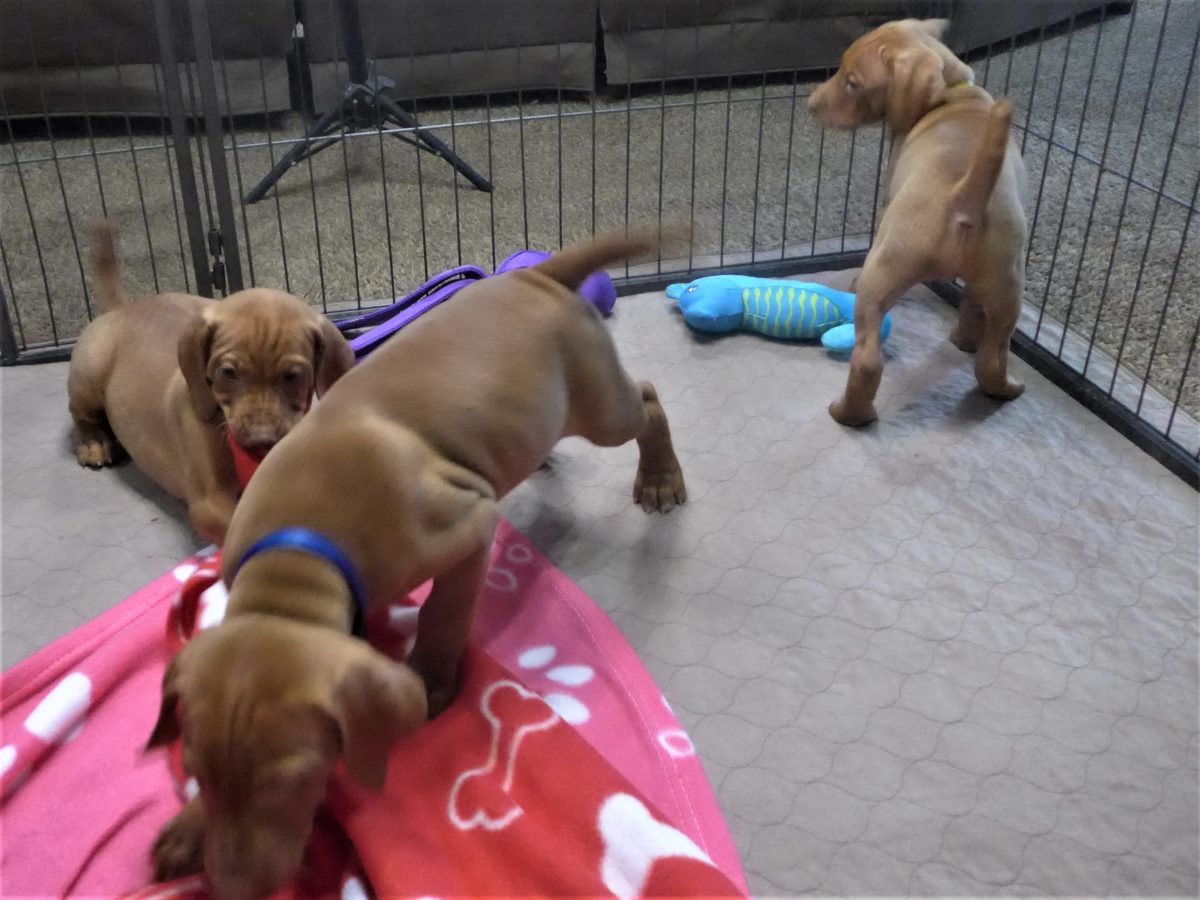Riley & Ruger's Vizsla Born on July 7th - Image 74