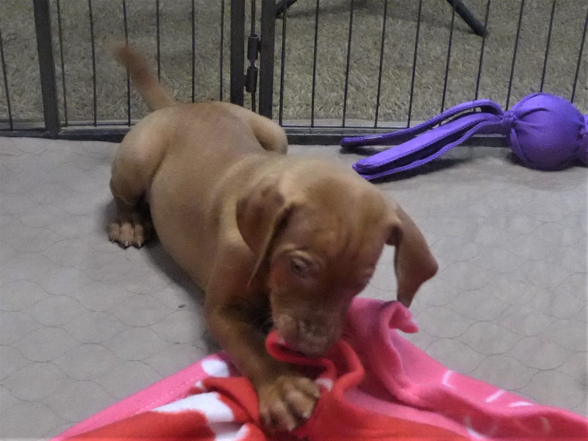 Riley & Ruger's Vizsla Born on July 7th - Image 75