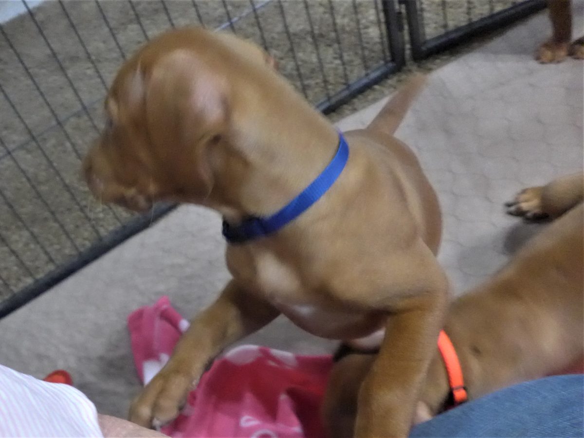 Riley & Ruger's Vizsla Born on July 7th - Image 76