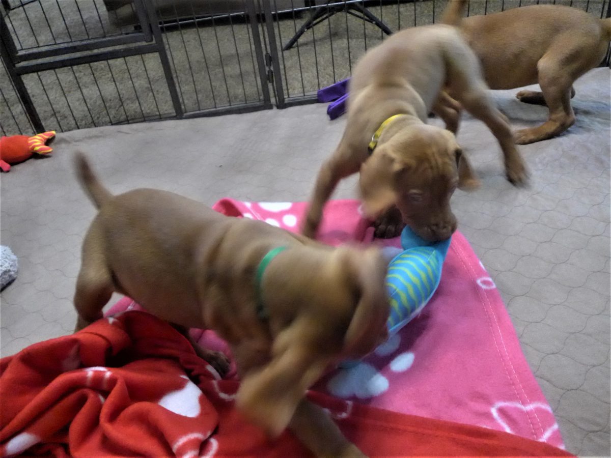 Riley & Ruger's Vizsla Born on July 7th - Image 77