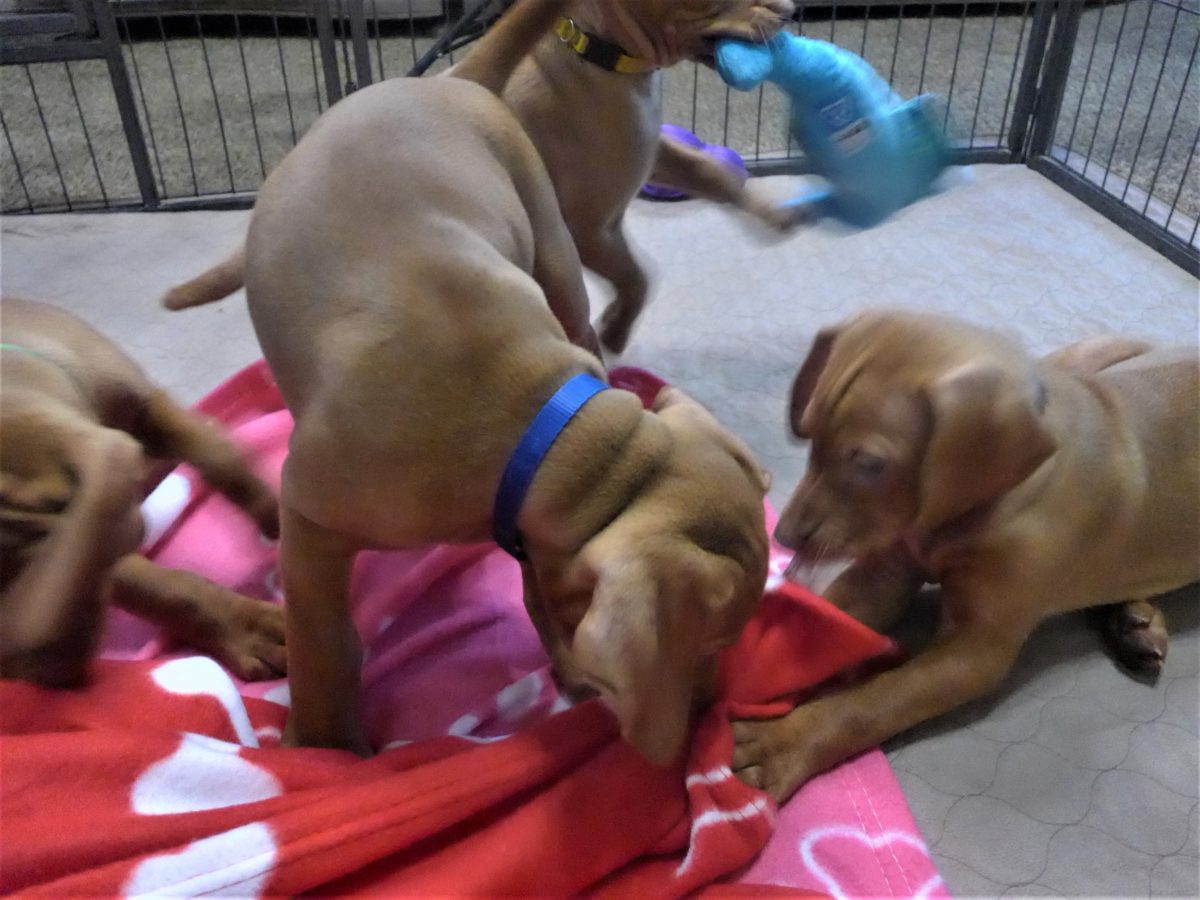 Riley & Ruger's Vizsla Born on July 7th - Image 78