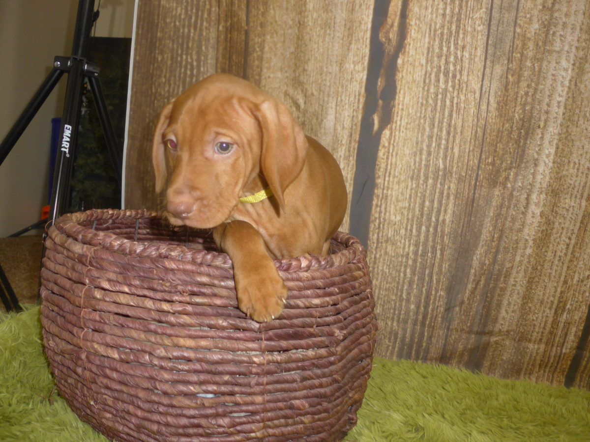 Riley & Ruger's Vizsla Born on July 7th - Image 86