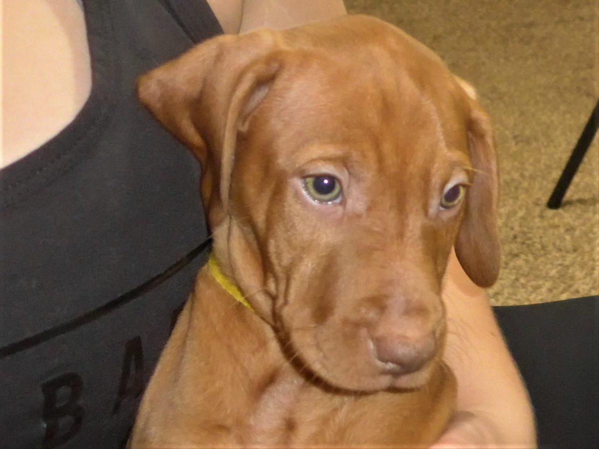 Riley & Ruger's Vizsla Born on July 7th - Image 87