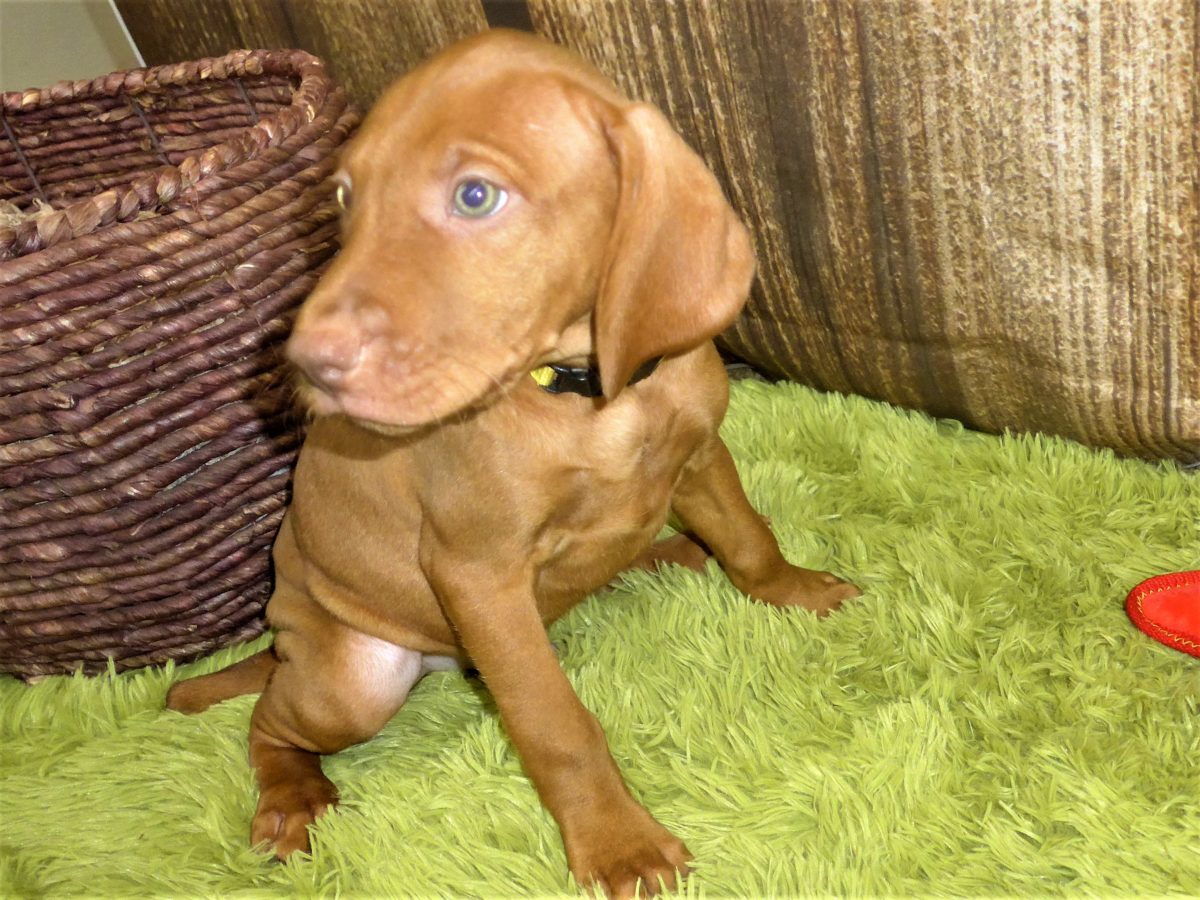 Riley & Ruger's Vizsla Born on July 7th - Image 88