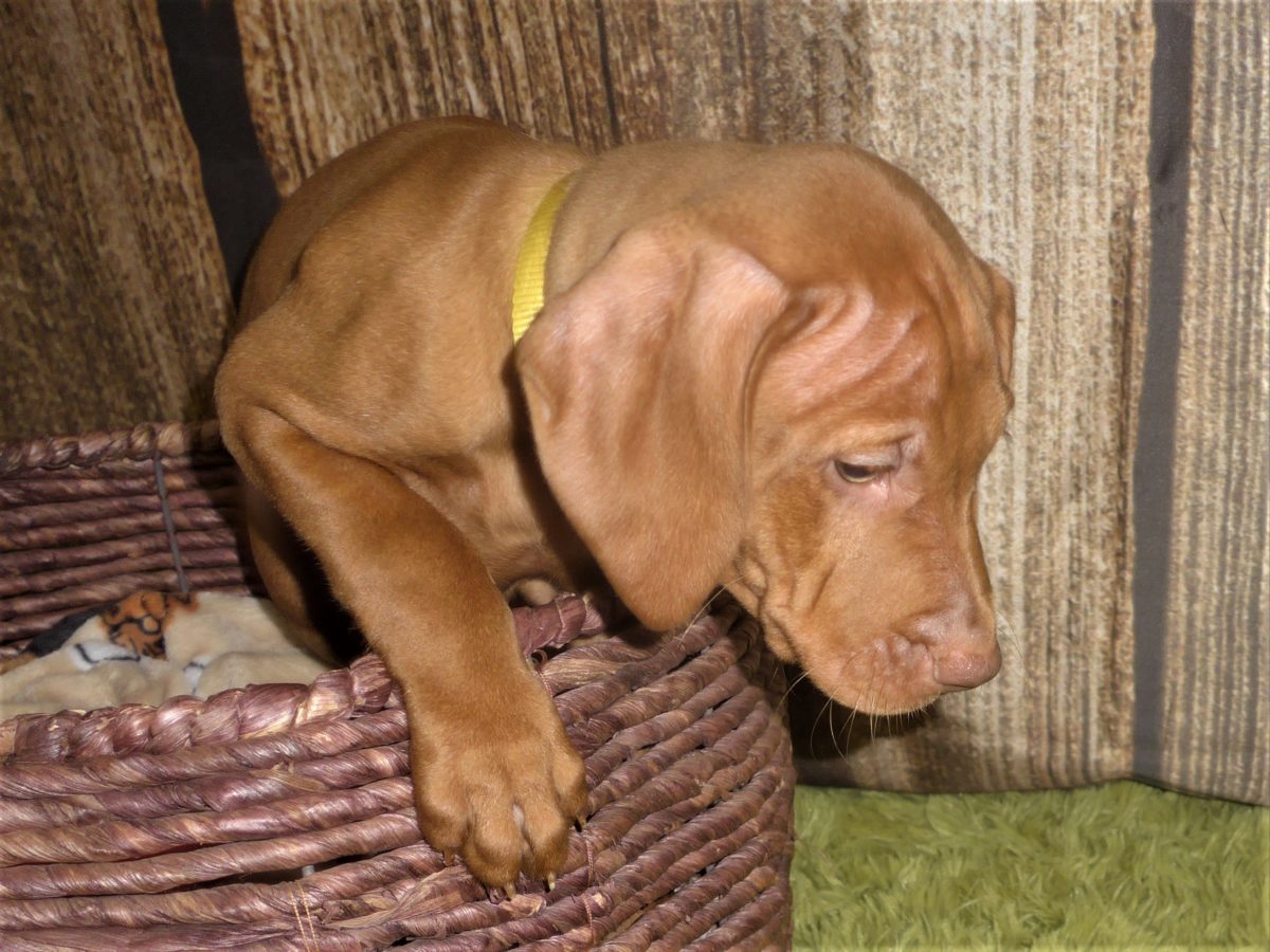 Riley & Ruger's Vizsla Born on July 7th - Image 89