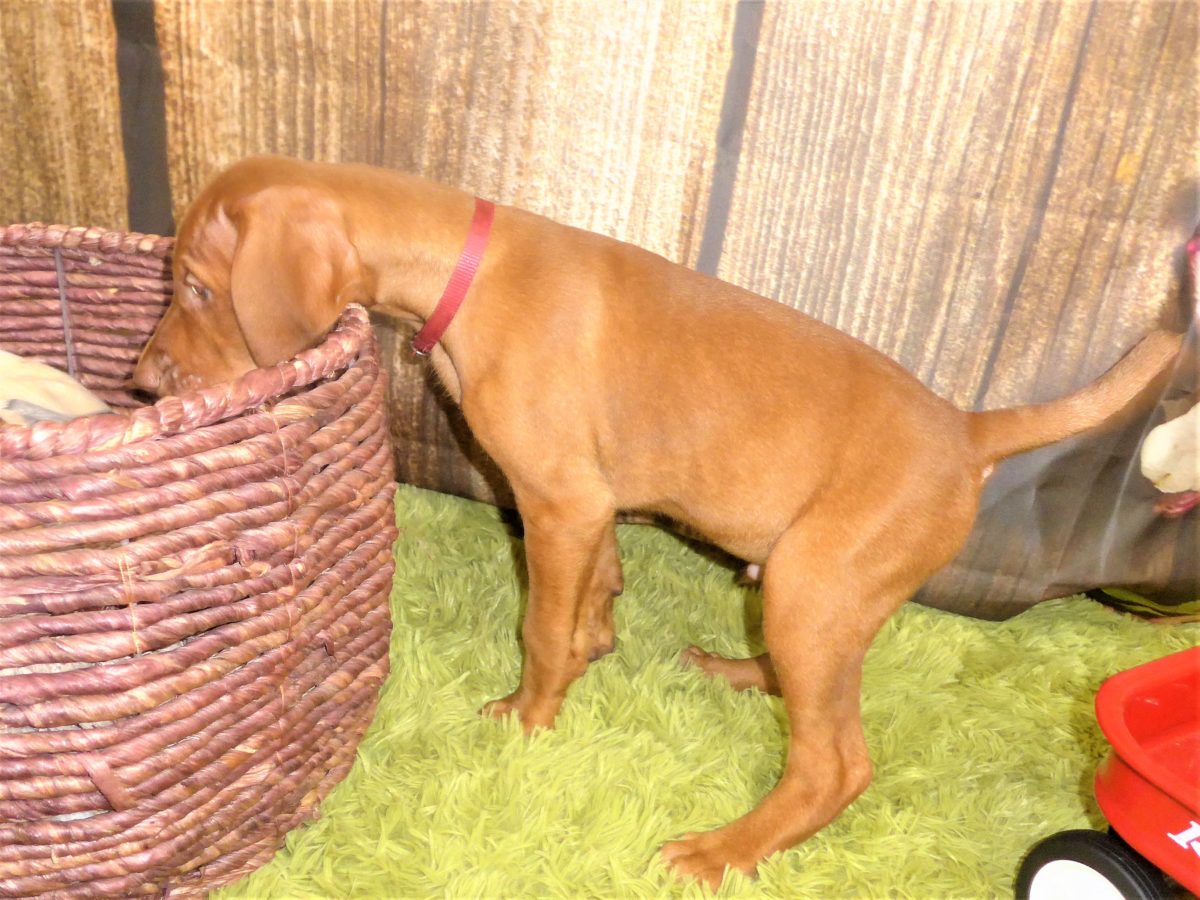 Riley & Ruger's Vizsla Born on July 7th - Image 90