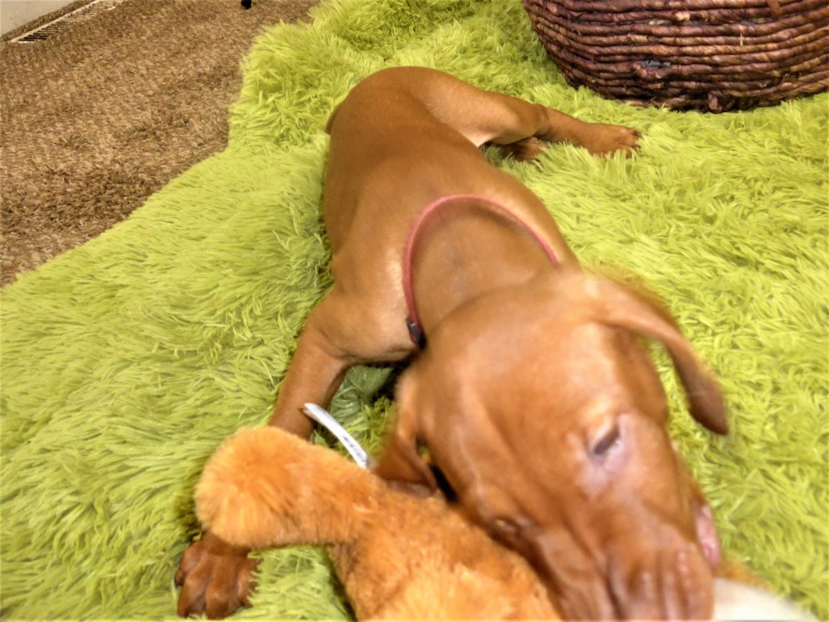 Riley & Ruger's Vizsla Born on July 7th - Image 91