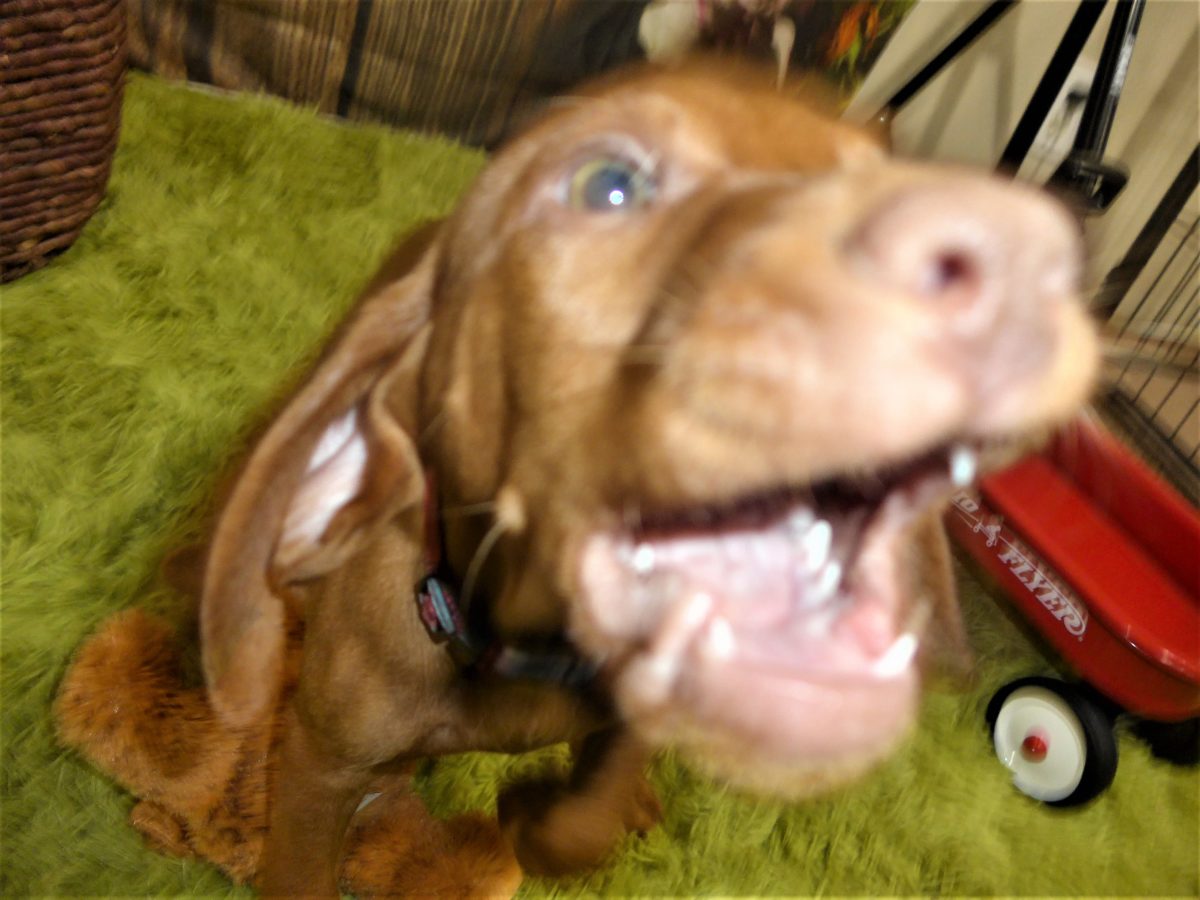 Riley & Ruger's Vizsla Born on July 7th - Image 92