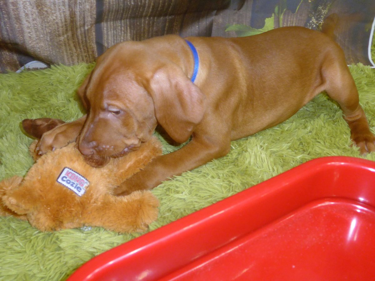 Riley & Ruger's Vizsla Born on July 7th - Image 93