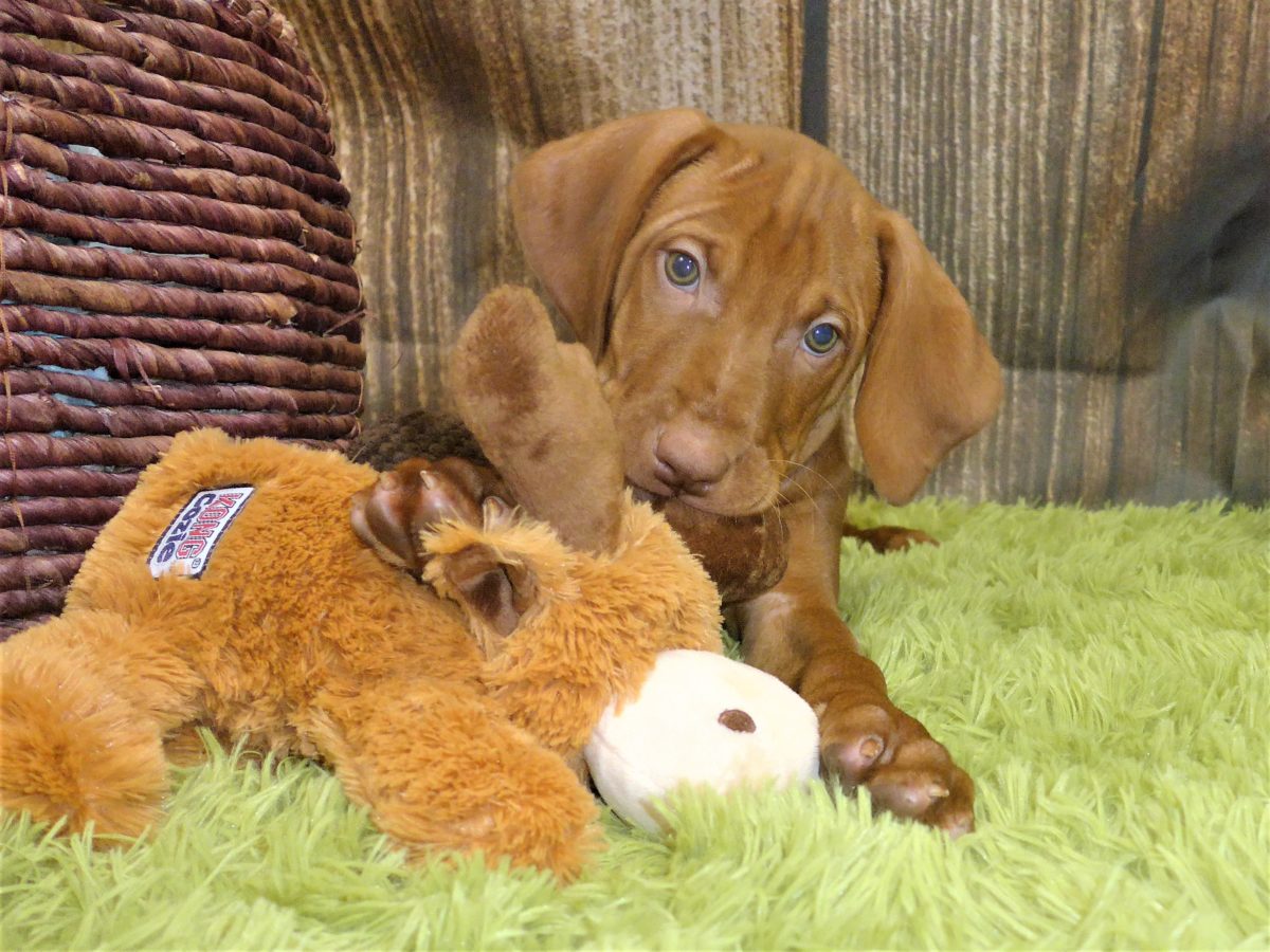 Riley & Ruger's Vizsla Born on July 7th - Image 94
