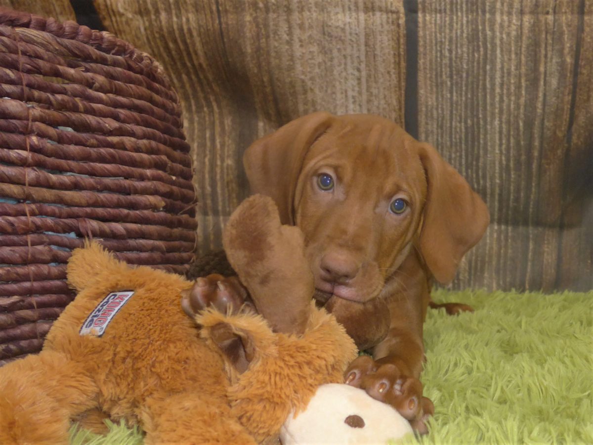 Riley & Ruger's Vizsla Born on July 7th - Image 95