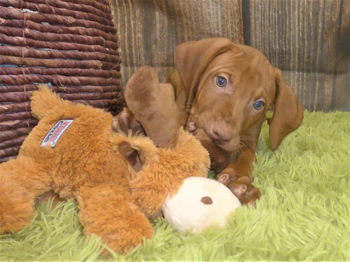 Riley & Ruger's Vizsla Born on July 7th - Image 96