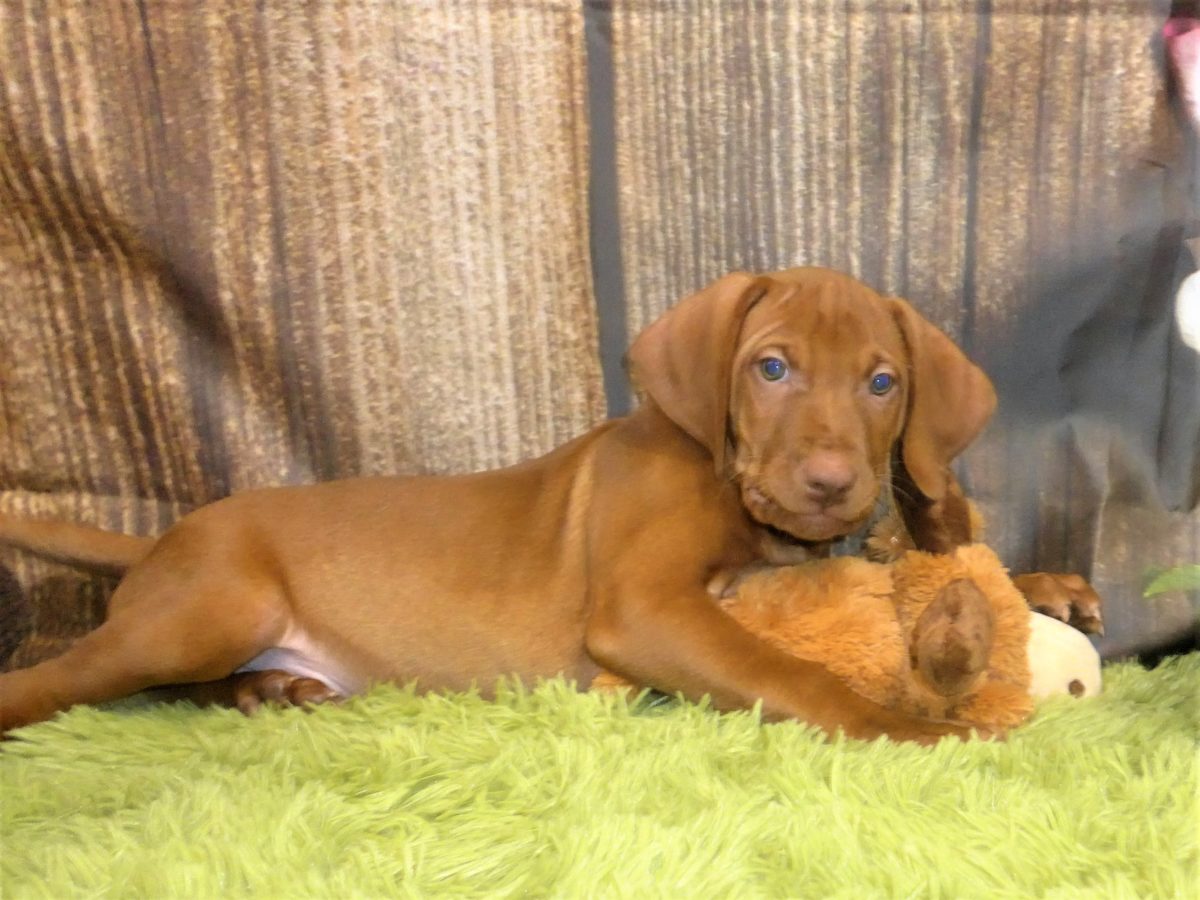 Riley & Ruger's Vizsla Born on July 7th - Image 97