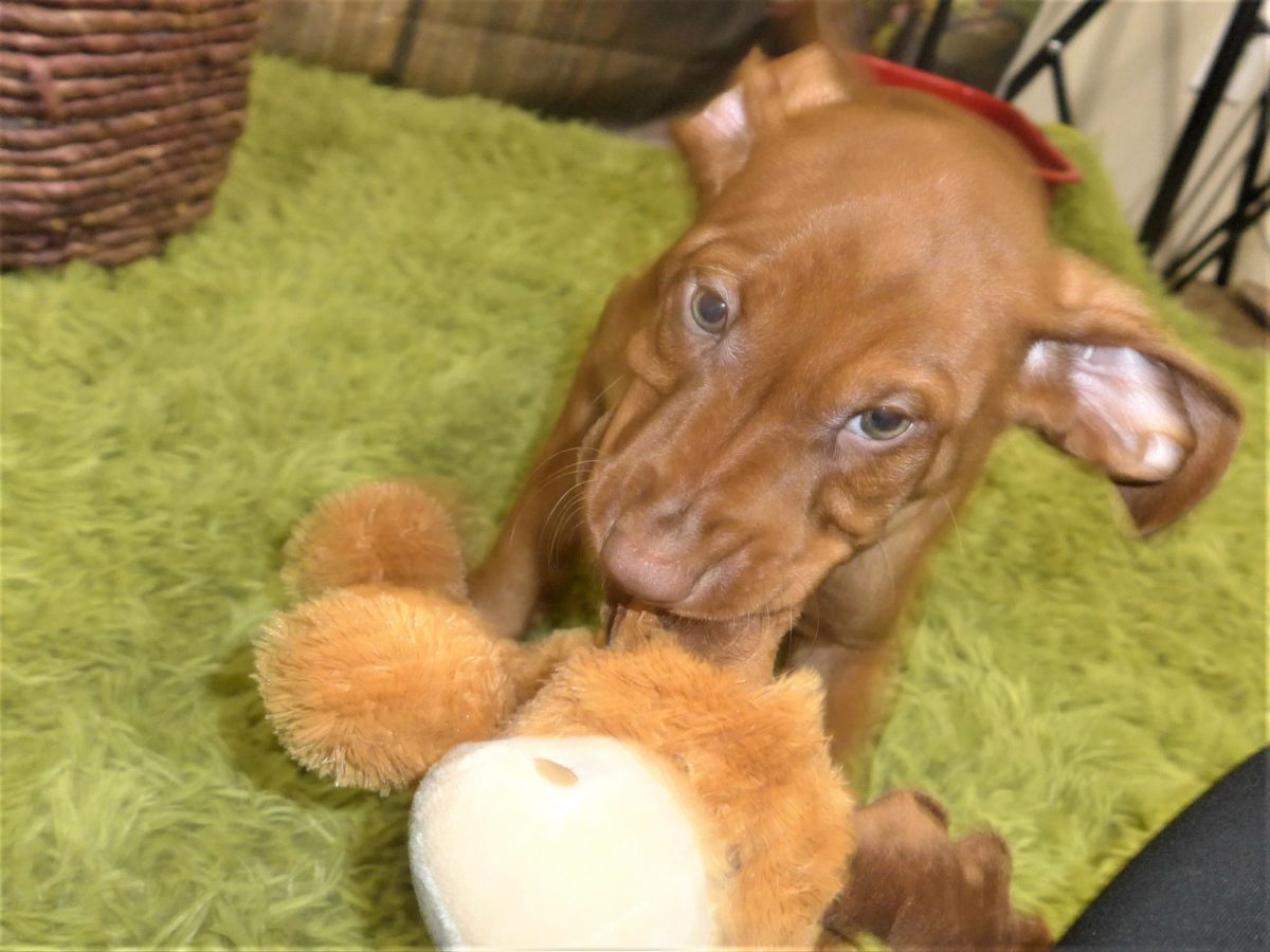 Riley & Ruger's Vizsla Born on July 7th - Image 98