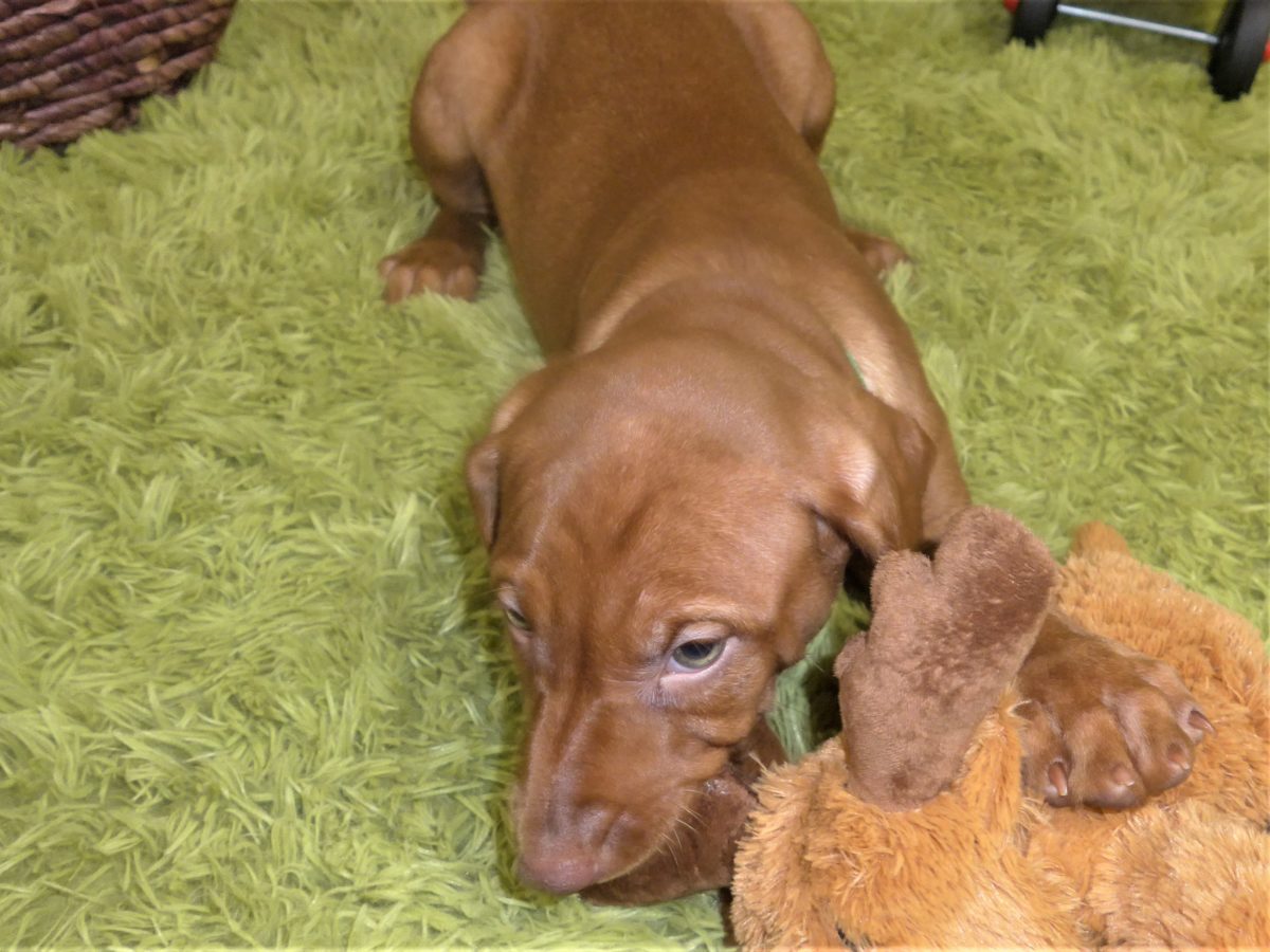 Riley & Ruger's Vizsla Born on July 7th - Image 99