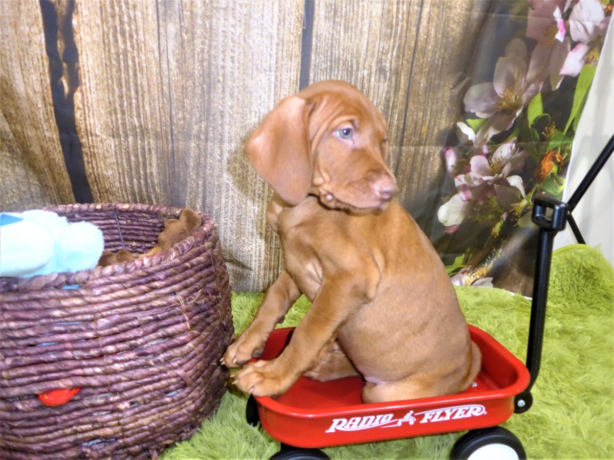 Riley & Ruger's Vizsla Born on July 7th - Image 100
